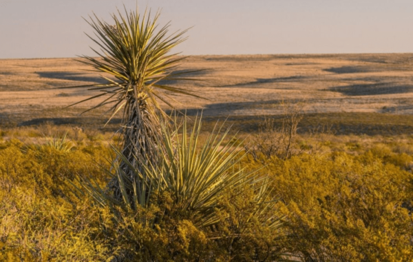 Sierra Blanca, TX 79851 - Hudspeth County