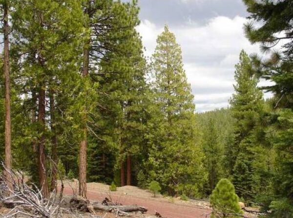 Northern California Modoc County 0.14 Acre Lot!